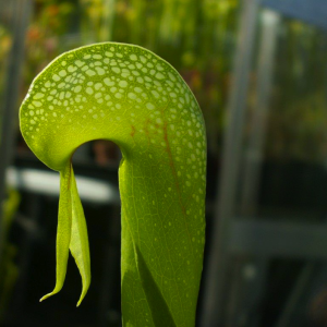 Darlington Californica Cobra Lily