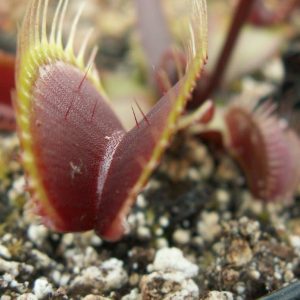 Dionaea muscipula akai ryu red dragon