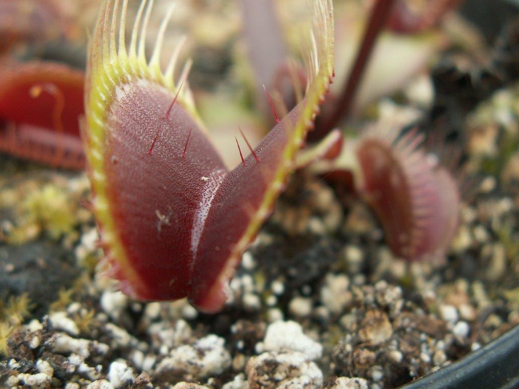 Dionaea muscipula akai ryu red dragon