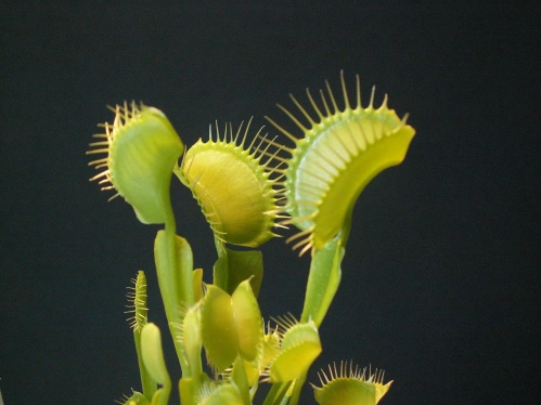Dionaea Muscipula – Venus Fly Trap