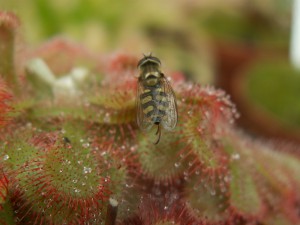 Drosera Rotundifolia 2