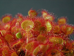 Drosera Rotundifolia