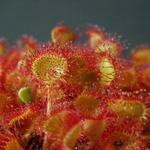 Drosera Rotundifolia