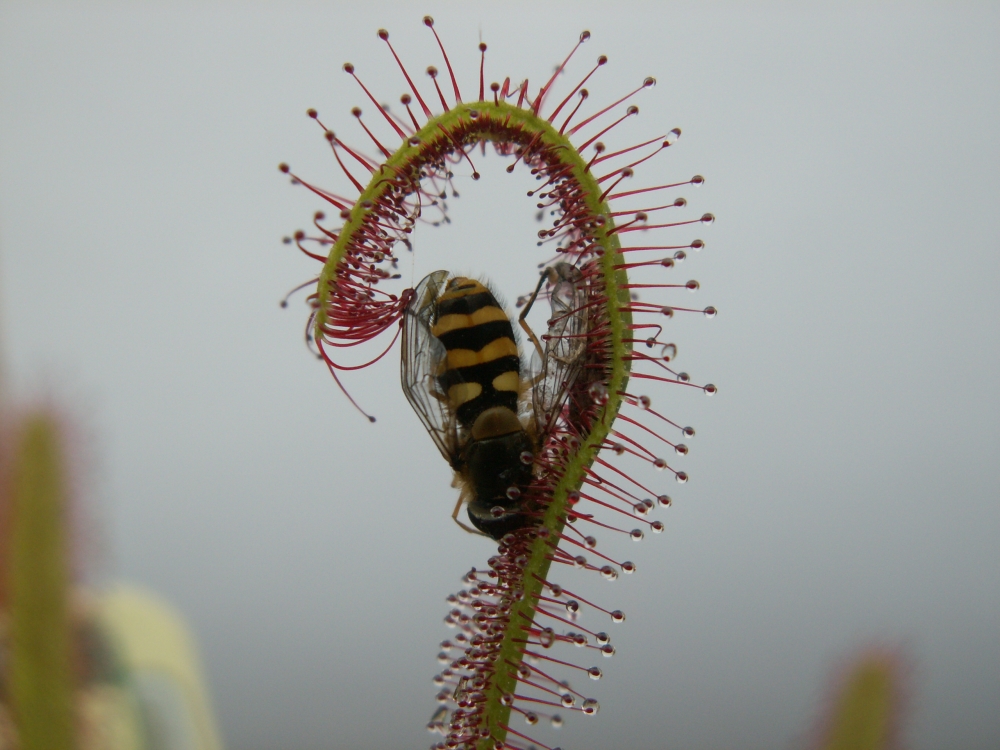 Hoverfly Cape Sundew Drosrea Capensis