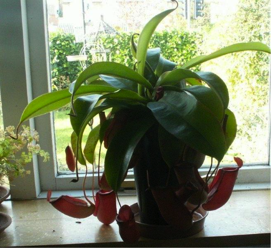 Nepenthes Asian Pitcher Plant