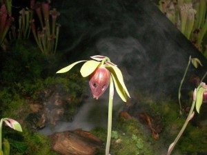 darlingtonia-flower-in-mist
