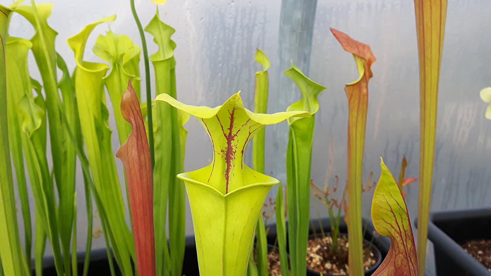 carnivorous pitcher plant BIG Sarracenia flava "GOLDIE" 