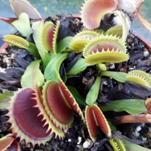 Dionaea muscipula Dracula Venus Fly Trap for sale