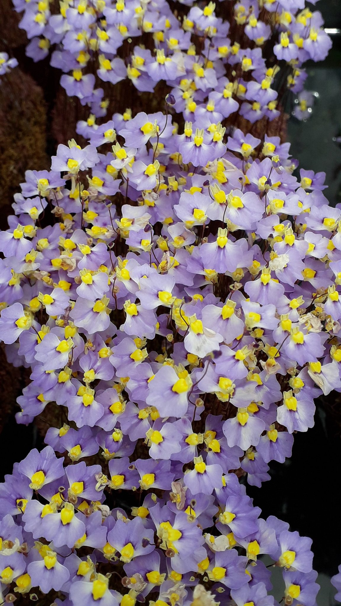 Utricularia bisquamata Bettys Bay