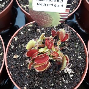 Dionaea muscipula Big teeth red giant Venus Fly trap for sale