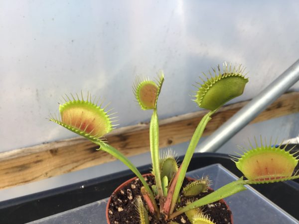 Dionaea muscipula DCXL Venus Fly Trap for sale