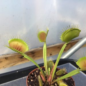 Dionaea muscipula DCXL Venus Fly Trap for sale
