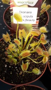 Dionaea muscipula Black Beauty Venus Fly trap for sale