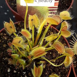 Dionaea muscipula Black Beauty Venus Fly trap for sale