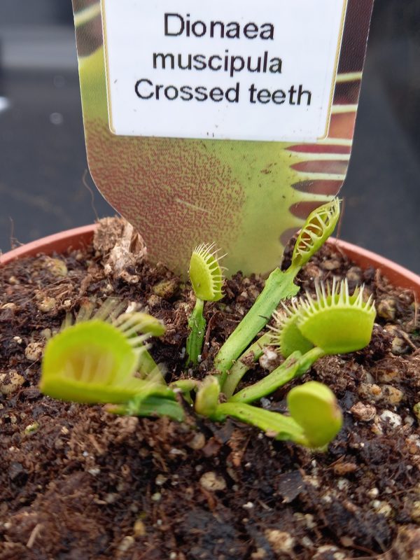 Dionaea muscipula Crossed teeth Venus Fly Trap for sale