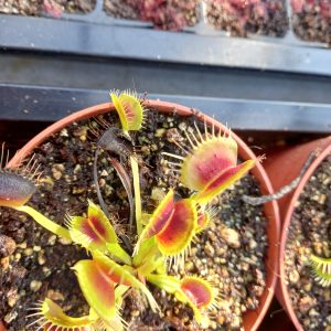 Dionaea muscipula B01 Venus Fly trap for sale