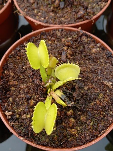 Dionaea muscipula Basmati #7 Venus Fly trap for sale
