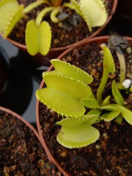 Dionaea muscipula Venus Fly trap Basmati #9 for sale
