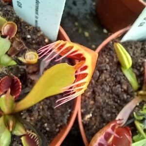 Dionaea muscipula Cupped Venus Fly trap for sale