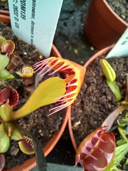 Dionaea muscipula Cupped Venus Fly trap for sale