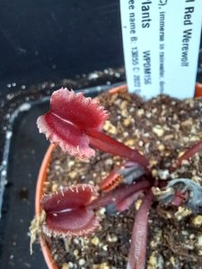 Dionaea muscipula AR Werewolf Venus Flytrap for sale