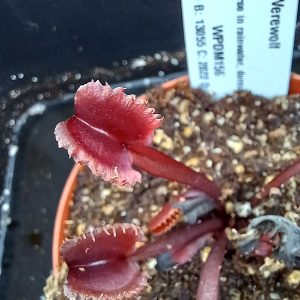 Dionaea muscipula AR Werewolf Venus Flytrap for sale