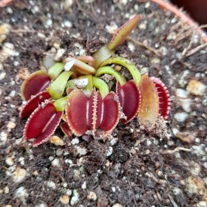 Dionaea muscipula Venus Fly trap Adentate for sale