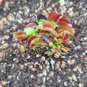 Dionaea muscipula Candy Cane Venus Fly trap for sale