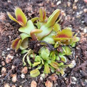 dionaea muscipula Coq Couche x Up Giant #5 Venus Fly trap for sale