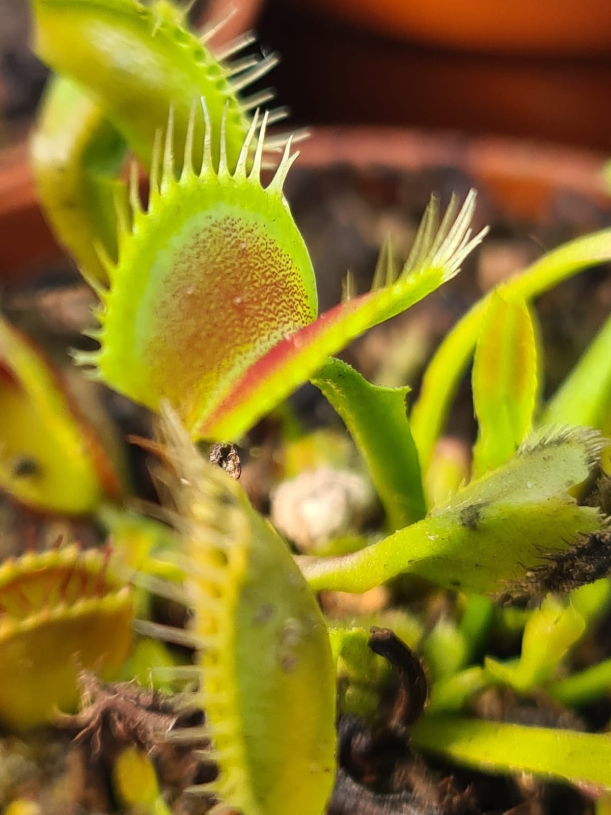 Dionaea muscipula Booma's mutant Venus Fly trap for sale