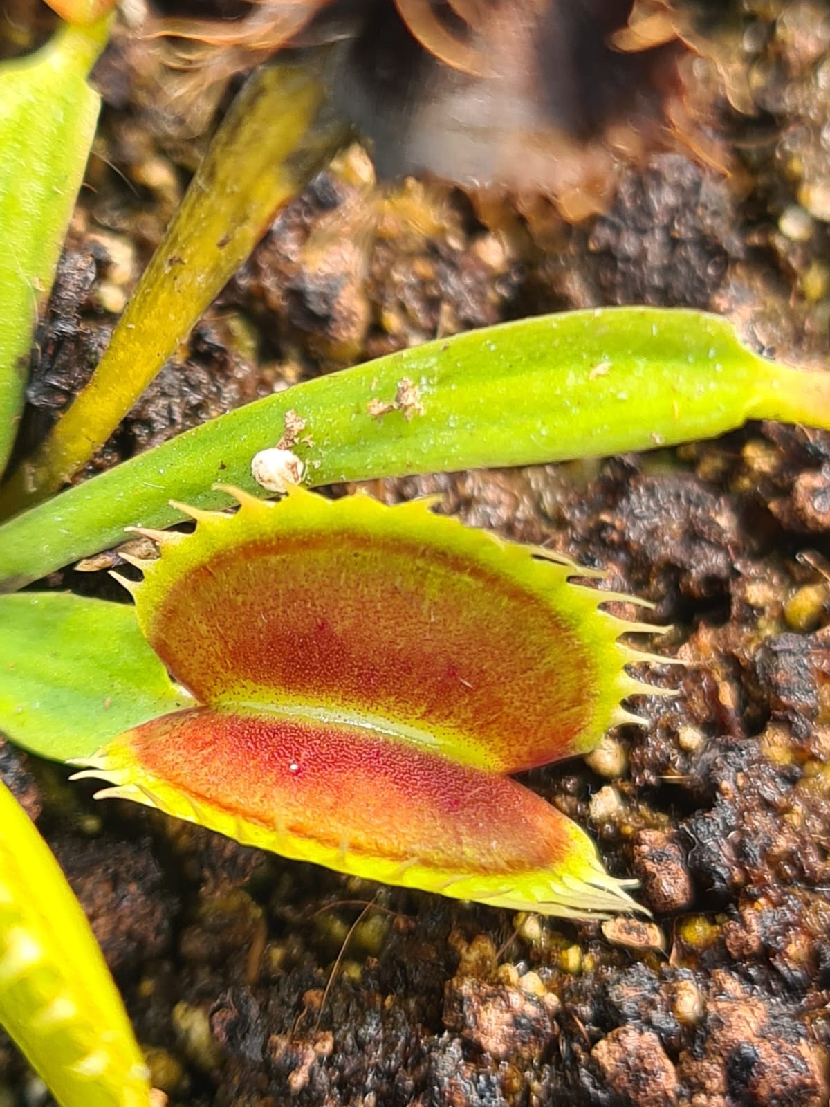 Dionaea muscipula Double Face Venus Fly Trap for sale