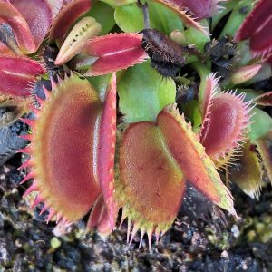 Dionaea muscipula Coq Couche Venus Fly trap for sale