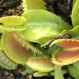 Dionaea muscipula Cracker Venus Fly Trap for sale