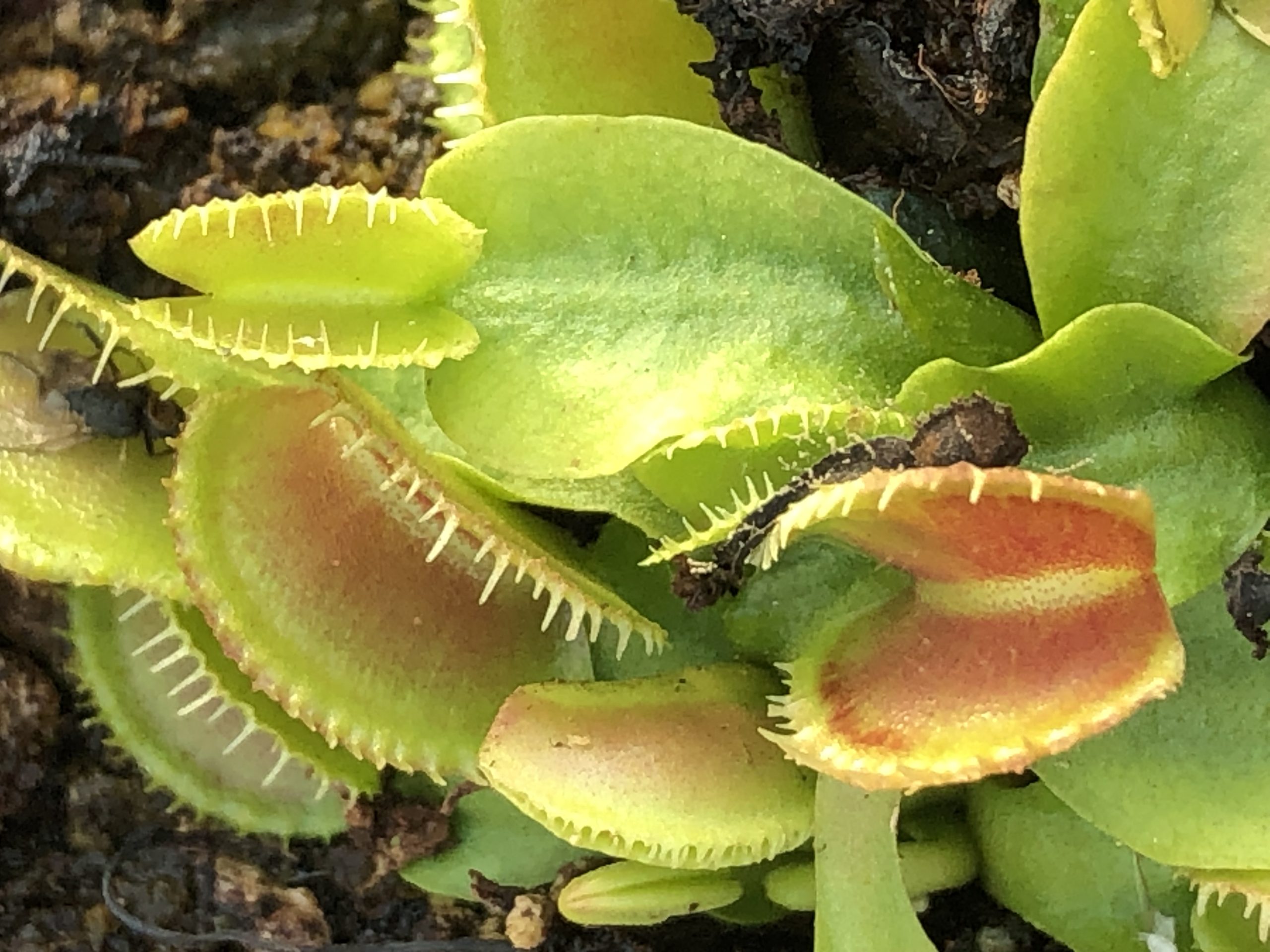 Dionaea muscipula Cracker Venus Fly Trap for sale