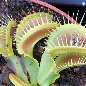 Dionaea muscipula Double trouble op #7