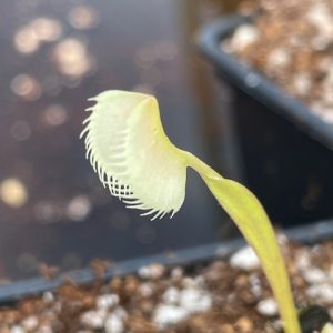 Dionaea muscipula Ghost