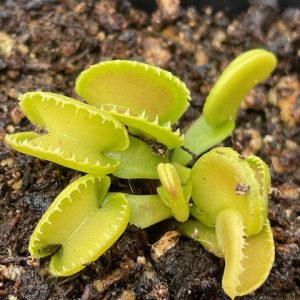 Dionaea muscipula Giant Cudo
