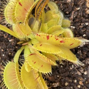 Dionaea muscipula Patches