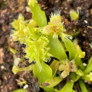 Dionaea muscipula Autokrator