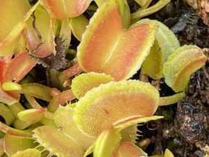 Dionaea muscipula Basmati #3