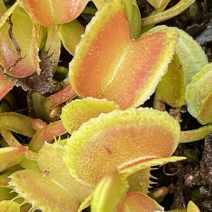 Dionaea muscipula Basmati #3