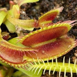Dionaea muscipula centurion