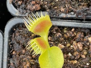 Dionaea muscipula Double trouble