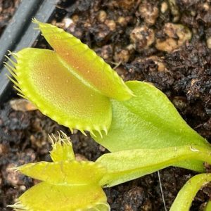 Dionaea muscipula master of disaster