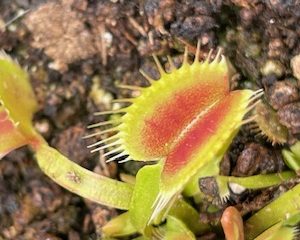 Dionaea muscipula Towering Giant