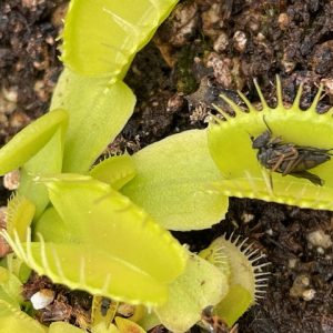 Venus Flytrap Rabbit teeth