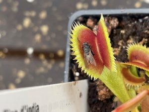 Dionaea muscipula Fico d'India