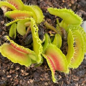 Dionaea muscipula Kim Il Sung