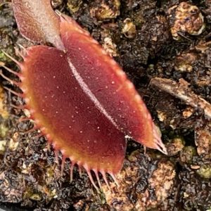 Dionaea muscipula Petite dragon