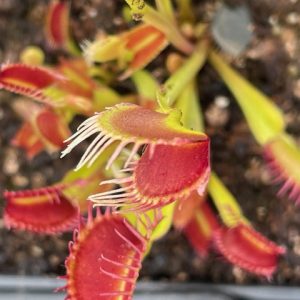 Dionaea muscipula Plumechon